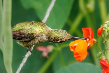 Anna Hummingbird