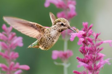 Anna Hummingbird