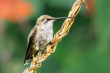 Anna Hummingbird