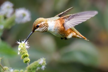 Rufous Hummingbird