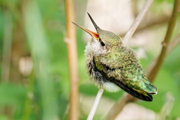 Anna's Hummingbird