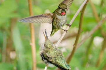 Anna's Hummingbird