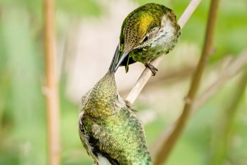 Anna's Hummingbird