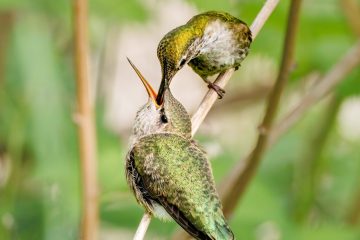 Anna's Hummingbird