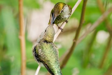 Anna's Hummingbird