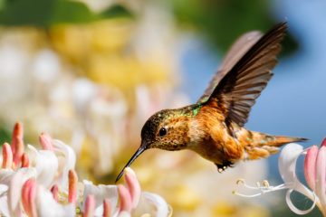 Hummingbird