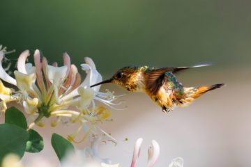 Hummingbird