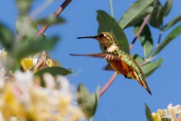 Hummingbird