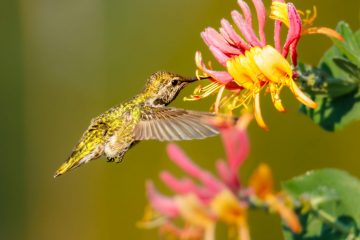 Hummingbird