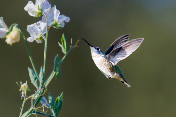 Hummingbird