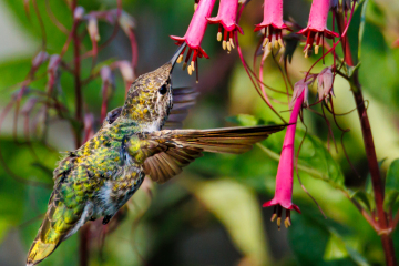 Hummingbird