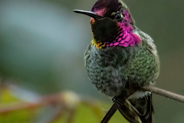 Anna’s Hummingbird