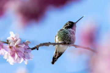 Anna’s Hummingbird