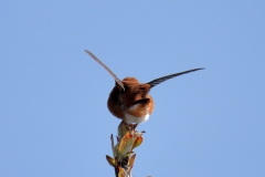 Rufous Hummingbird