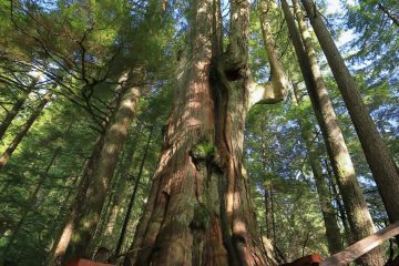 600 years old cedar tree