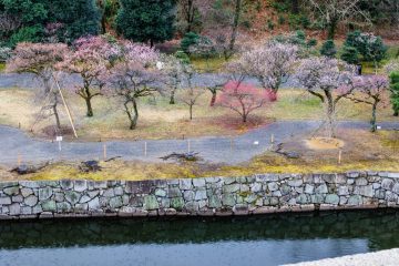 Plum trees at Nijo castle