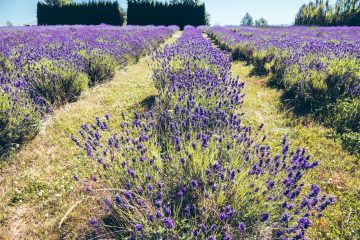 Lavender