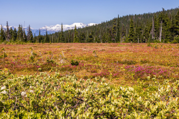 Blooming flowers at Taylor Meadows