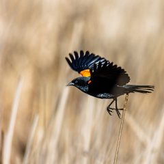 Red-winged Blackbird