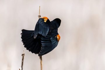 Red-winged Blackbird