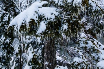 A frozen tree at Saint Marks Summit