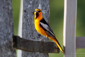 Bullock\'s Oriole