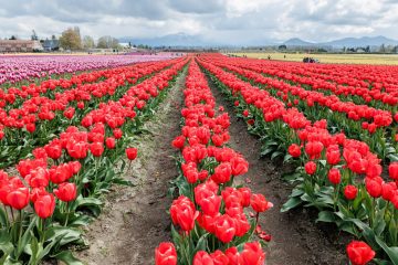 SKAGIT VALLEY TULIP FESTIVAL 2022