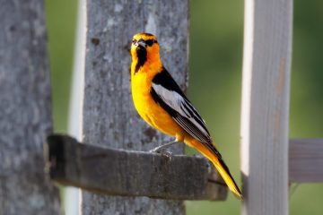 Bullocks Oriole