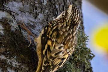 Brown Creeper