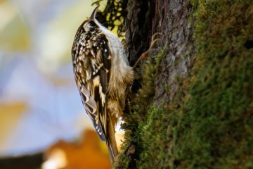 Brown Creeper