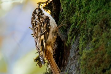 Brown Creeper