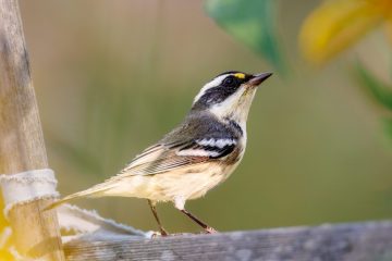 Black-throated Gray Warbler