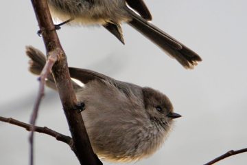 Bushtit