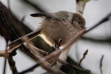 Bushtit