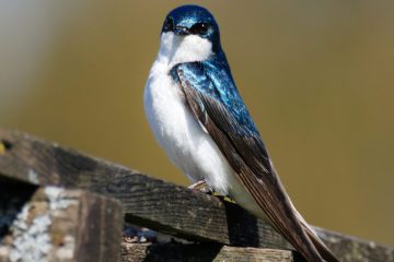 Tree Swallow