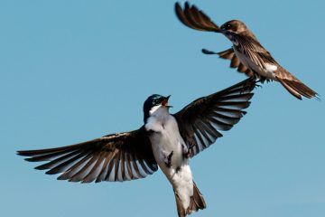 Tree Swallow