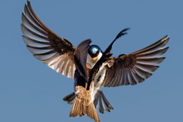 Tree Swallow