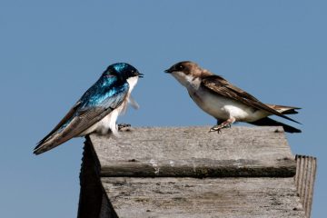 Tree Swallow