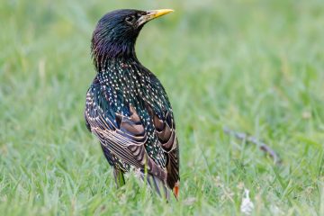 European Starling