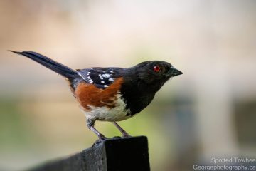 American Robin