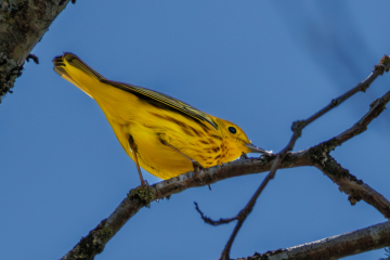 Yellow Warbler