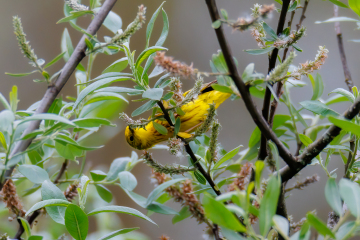 Yellow Warbler