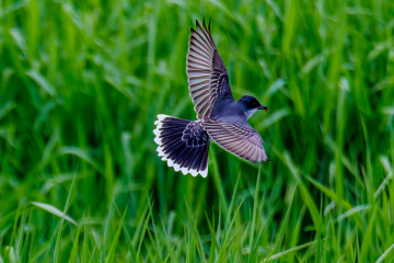 Eastern Kingbird