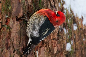 Red-breasted Sapsucker