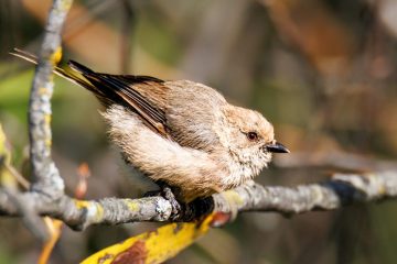 Bushtit