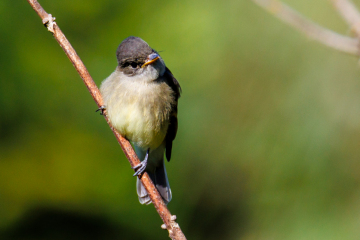 Flycatcher