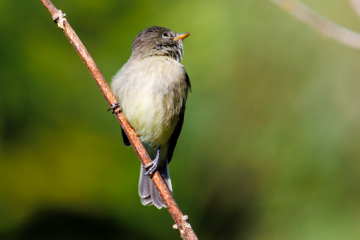 Flycatcher