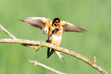 Mating Swallows