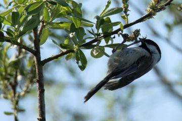 Black-capped Chickadee