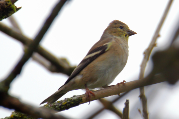 American Goldfinch